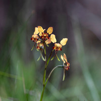 Donkey Orchid