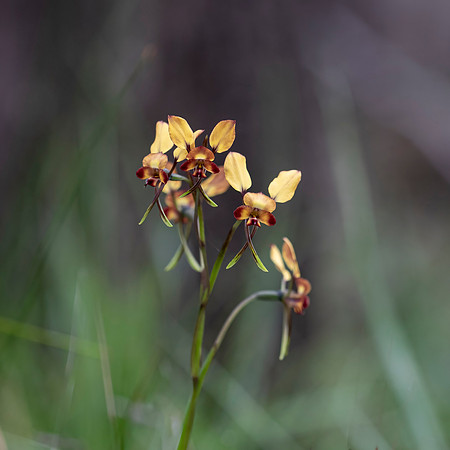Donkey Orchid