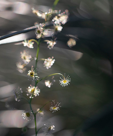 Sundew Sparkles