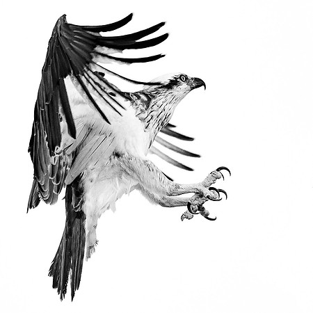 Osprey Talons Outstretched
