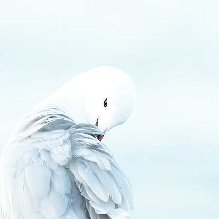 Silver Gull Preening
