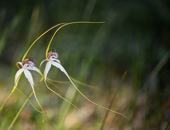 White Spider orchid