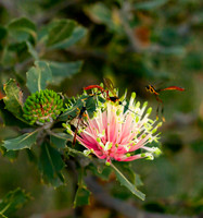 Matchstick Banksia