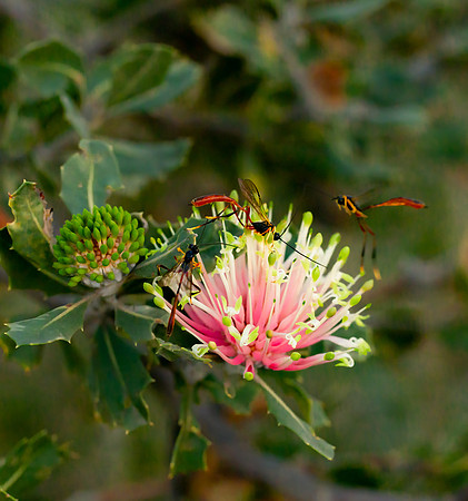 Matchstick Banksia