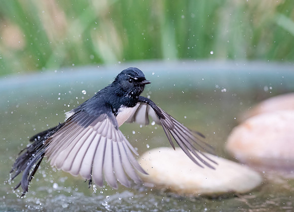 Willie Wagtail