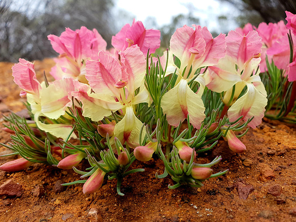 Wreath Lechenaultia