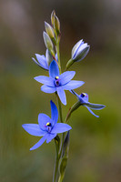 Blu Lady Orchid