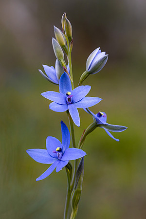 Blu Lady Orchid