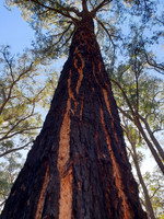Jarrah Tree