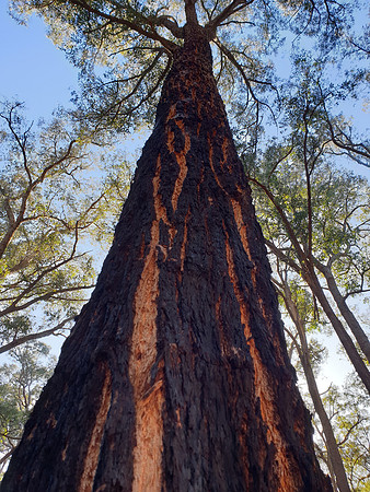 Jarrah Tree