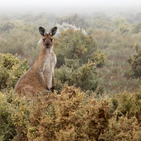 Red Kangaroo