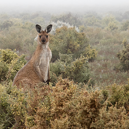 Red Kangaroo