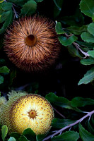 Golden Spike Banksia