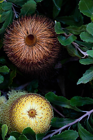 Golden Spike Banksia