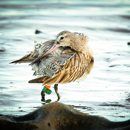 Bar-tailed Godwit, Preening