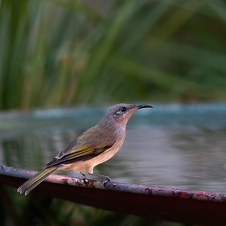 Brown Honeyeater