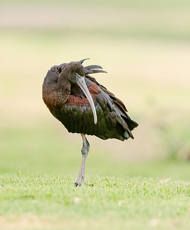 Glossy Ibis