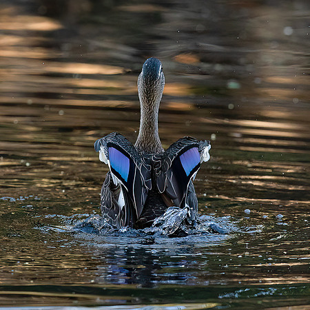 Pacific Black Duck