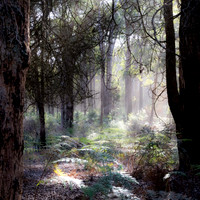 Jarrah Djara,  and Bracken Fern Munda