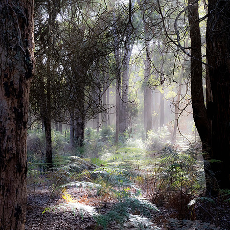 Jarrah Djara,  and Bracken Fern Munda