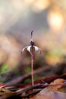 Winter Spider Orchid I