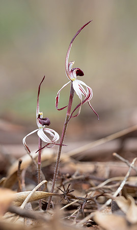 Winter Spider Orchid II