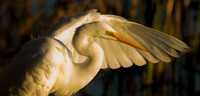 Great Egret (Ardea alba)