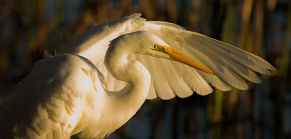Great Egret (Ardea alba)