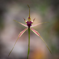 Heberle's Spider Orchid