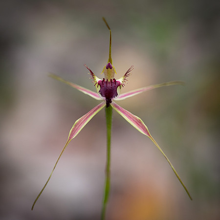 Heberle's Spider Orchid