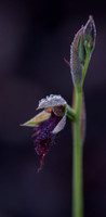 Wandoo Beard Orchid