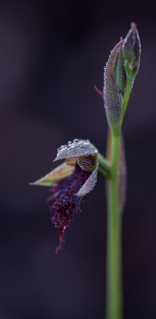 Wandoo Beard Orchid