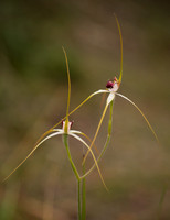 Coastal White Spider Orchid
