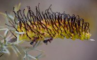 Prickly Toothbrushes