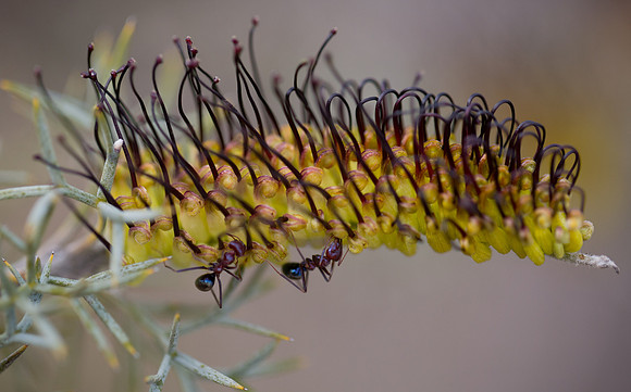 Prickly Toothbrushes