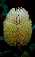 Firewood Banksia