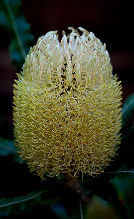 Firewood Banksia