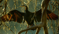 Darter, Anhinga melanogaster (male)