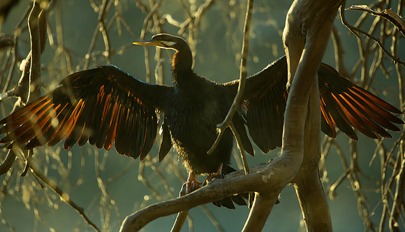 Darter, Anhinga melanogaster (male)