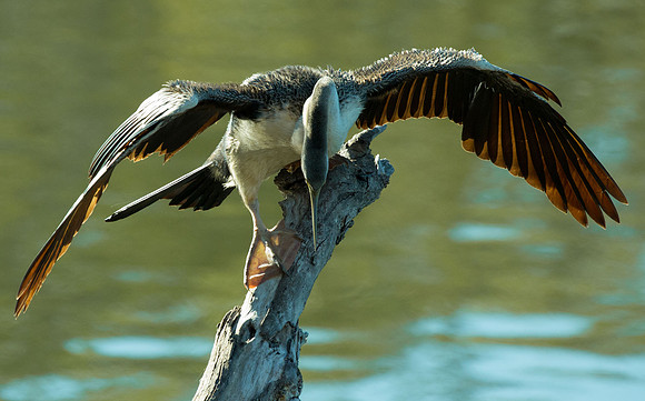 Darter Anhinga melanogaster (female)