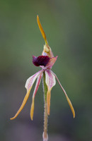 Big Clubbed Spider Orchid