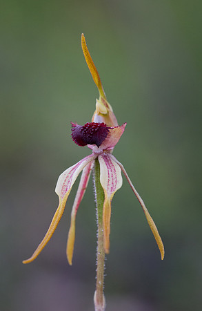 Big Clubbed Spider Orchid