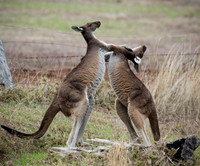 Kangaroos