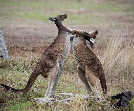 Kangaroos
