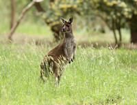 Kangaroo