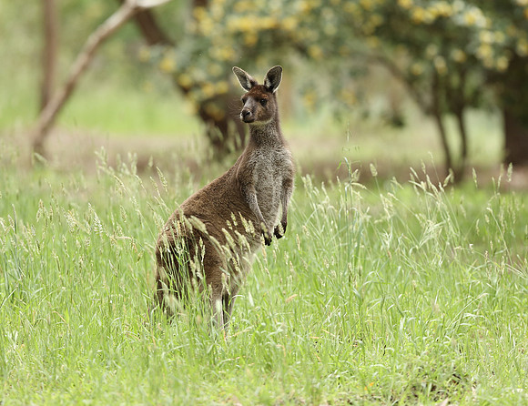 Kangaroo