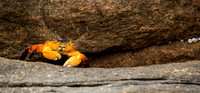 Crab