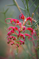 Diels Grevillea
