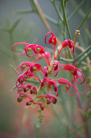 Diels Grevillea