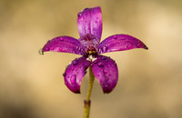 Purple Enamel Orchid
